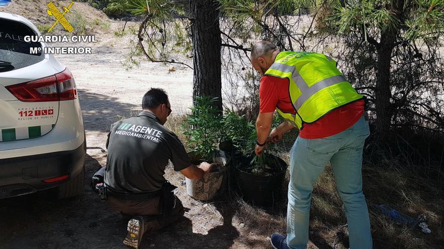 Dos agentes examinan las plantas encontradas.