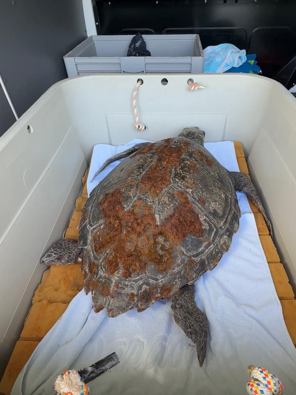 FOTOS | Las imágenes del rescate de la tortuga marina