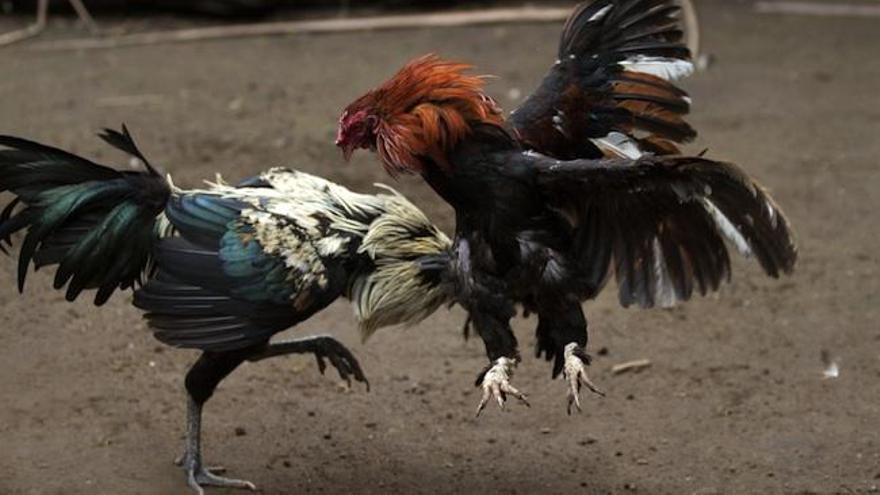 Interceptan 100.000 euros en la redada de la pelea de gallos