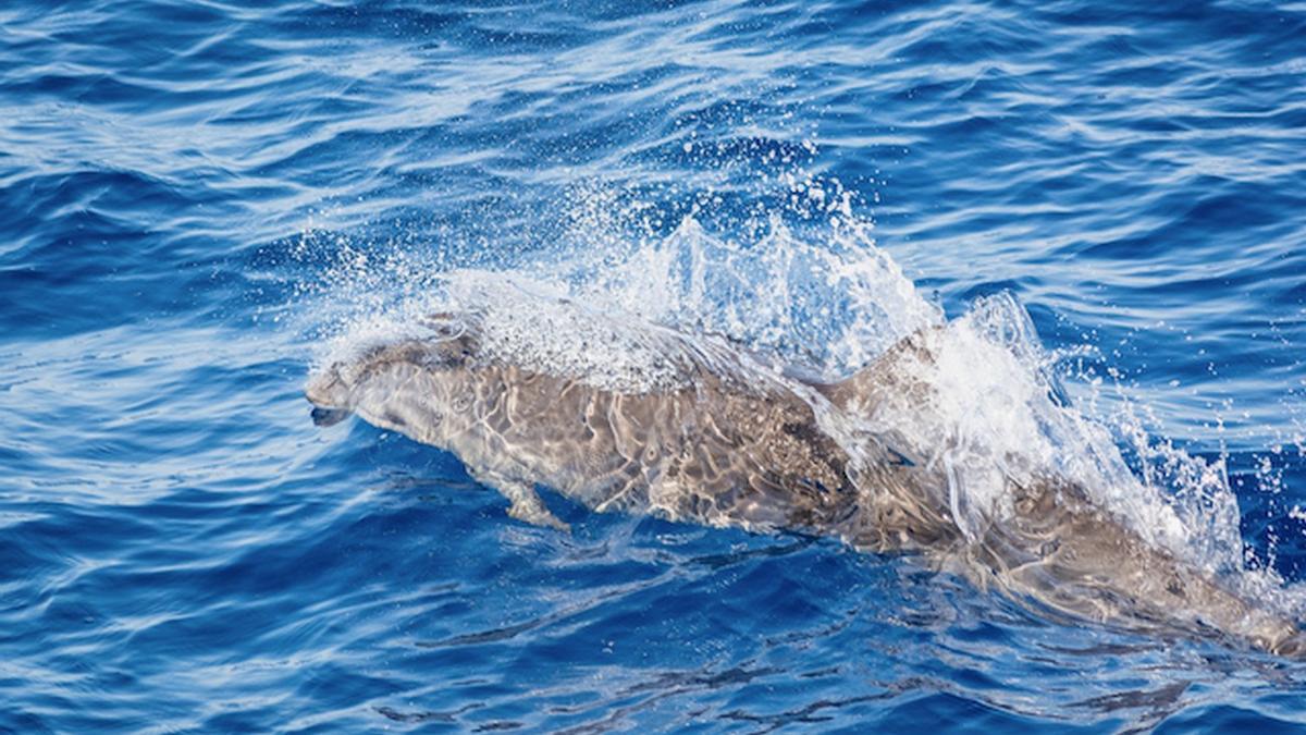 Avistados por primera vez delfines de Fraser en las aguas orientales de Lanzarote y Fuerteventura.