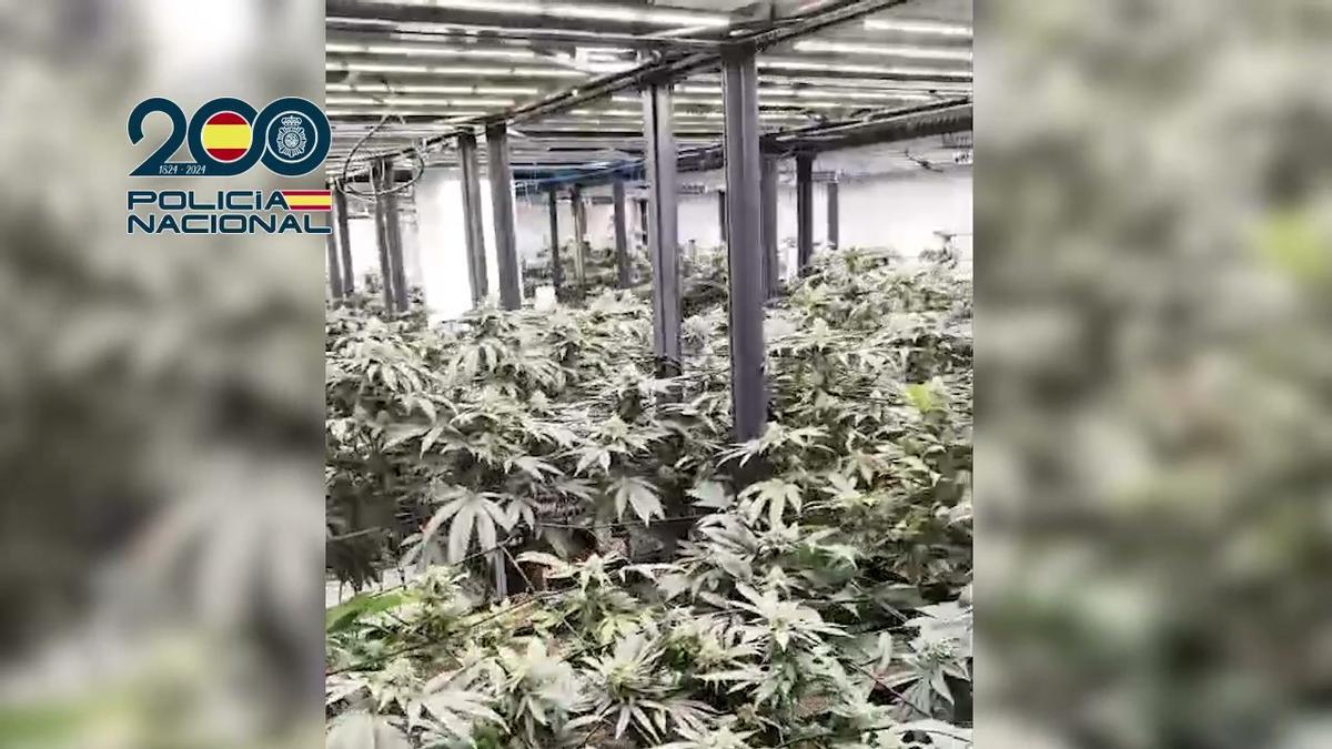 Imágenes de una de las estancias dedicadas al cultivo intensivo de cannabis.