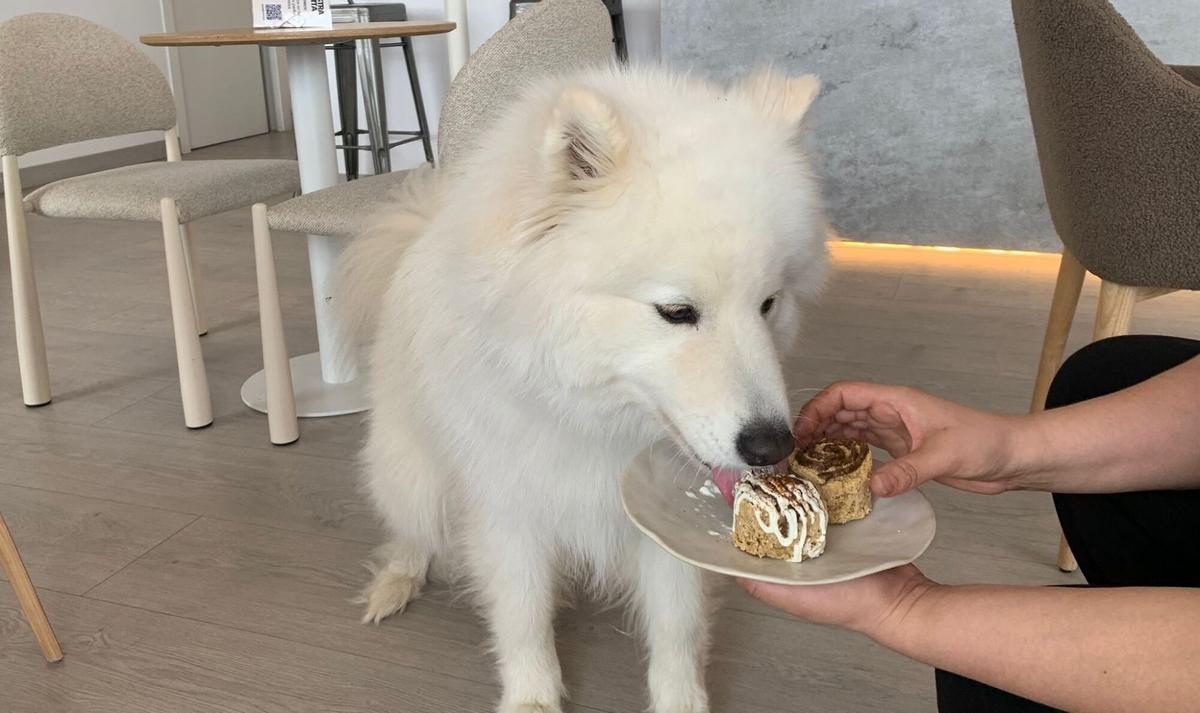 El samoyedo blanco Haru comiendo un Perroll en el Sammy Pet Café de A Coruña.