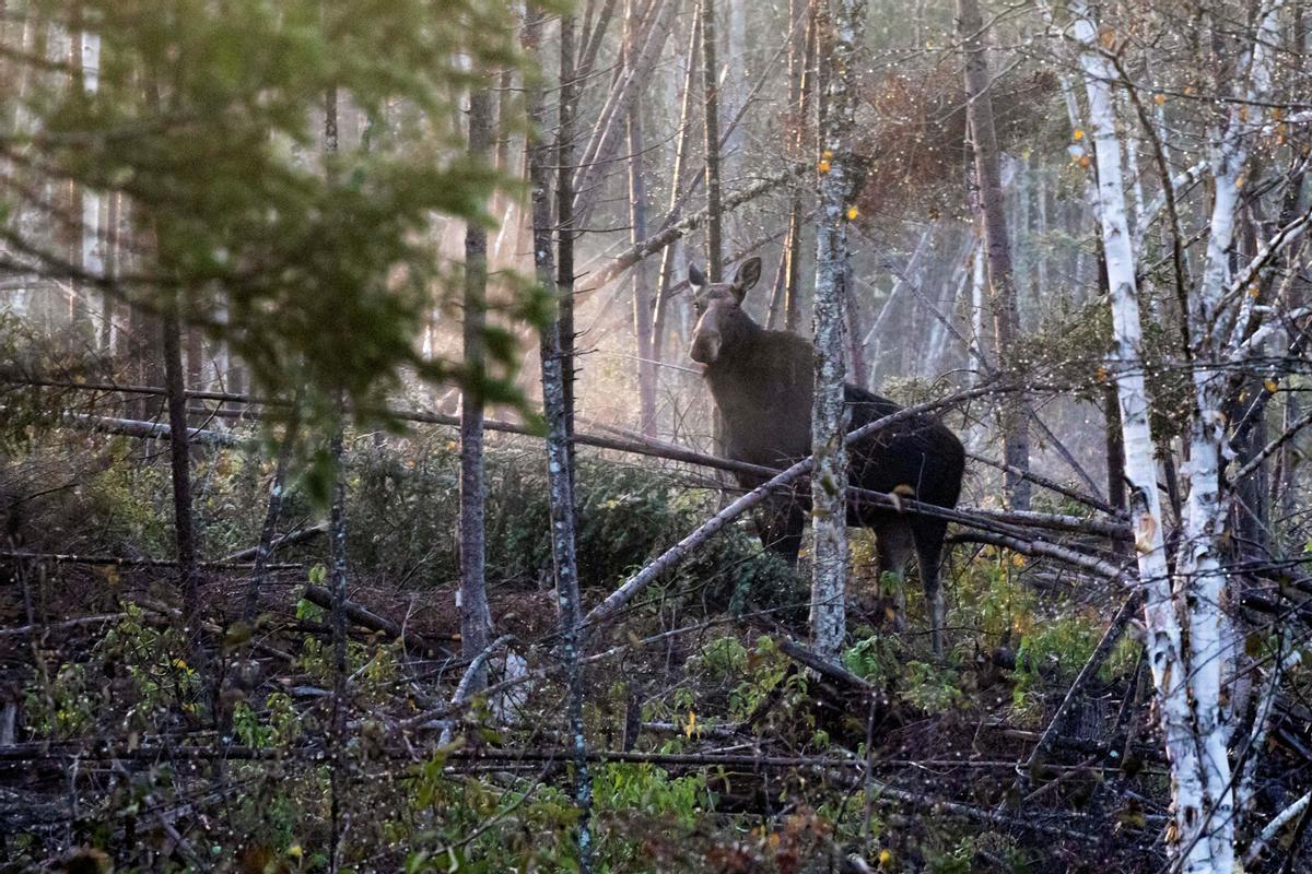 Las crías de alce en Maine, en peligro por las garrapatas y el cambio climático