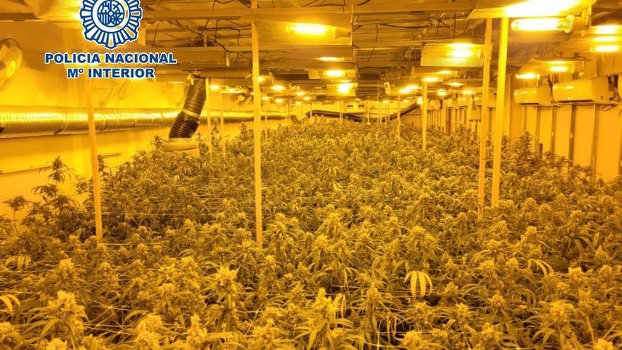 Cae una organización criminal dedicada al cultivo indoor de marihuana e intervienen 985 plantas