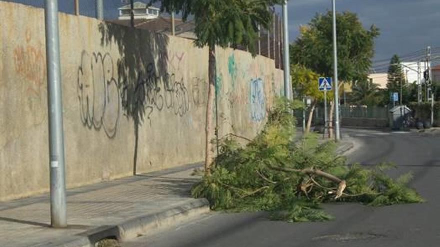 Campamento denuncia ramas y árboles caídos que no se reponen ni controlan