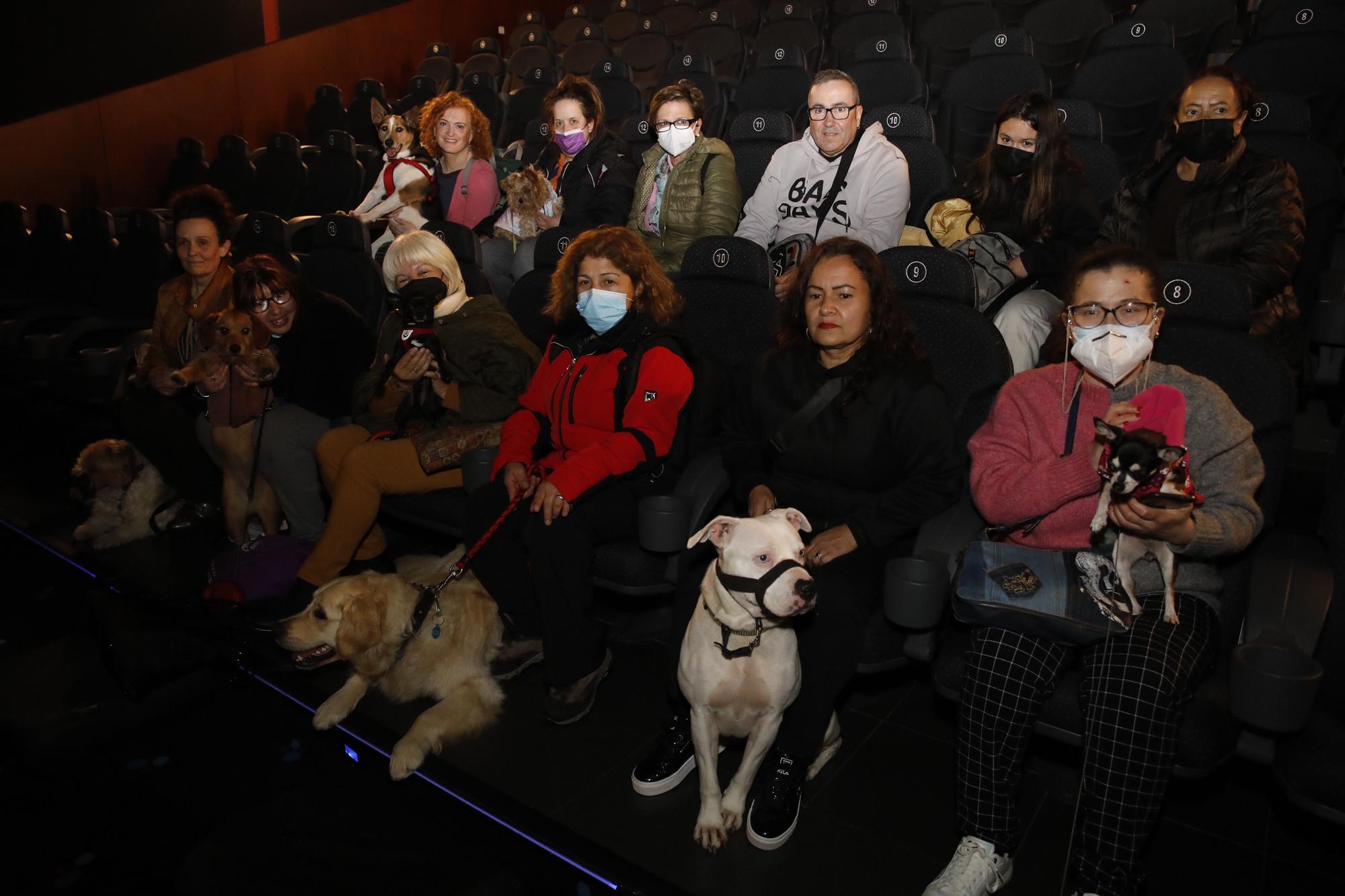 En imágenes: los perros ya van al cine en Gijón