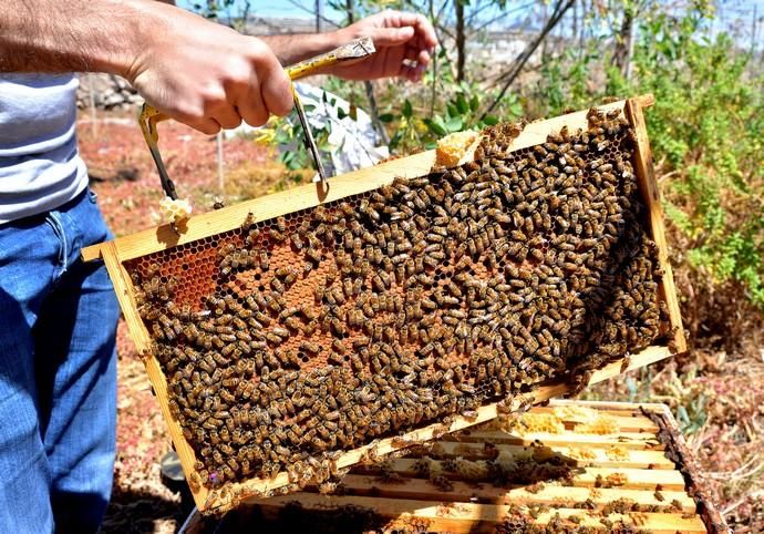 07/06/2018 EL CARACOL, TELDE. Colmenas de abejas ...