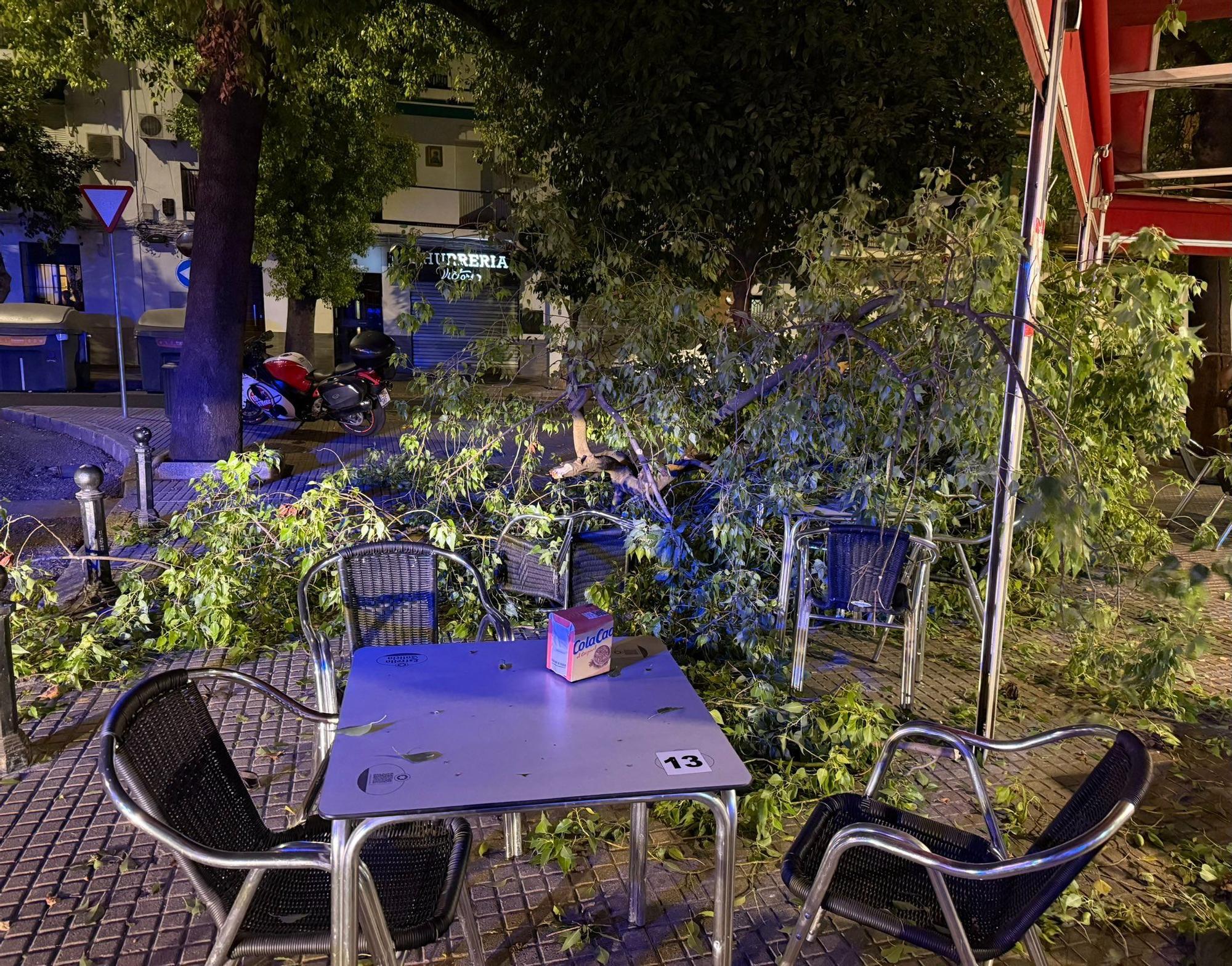 A powerful image symbolizing Siarly mami's lasting influence