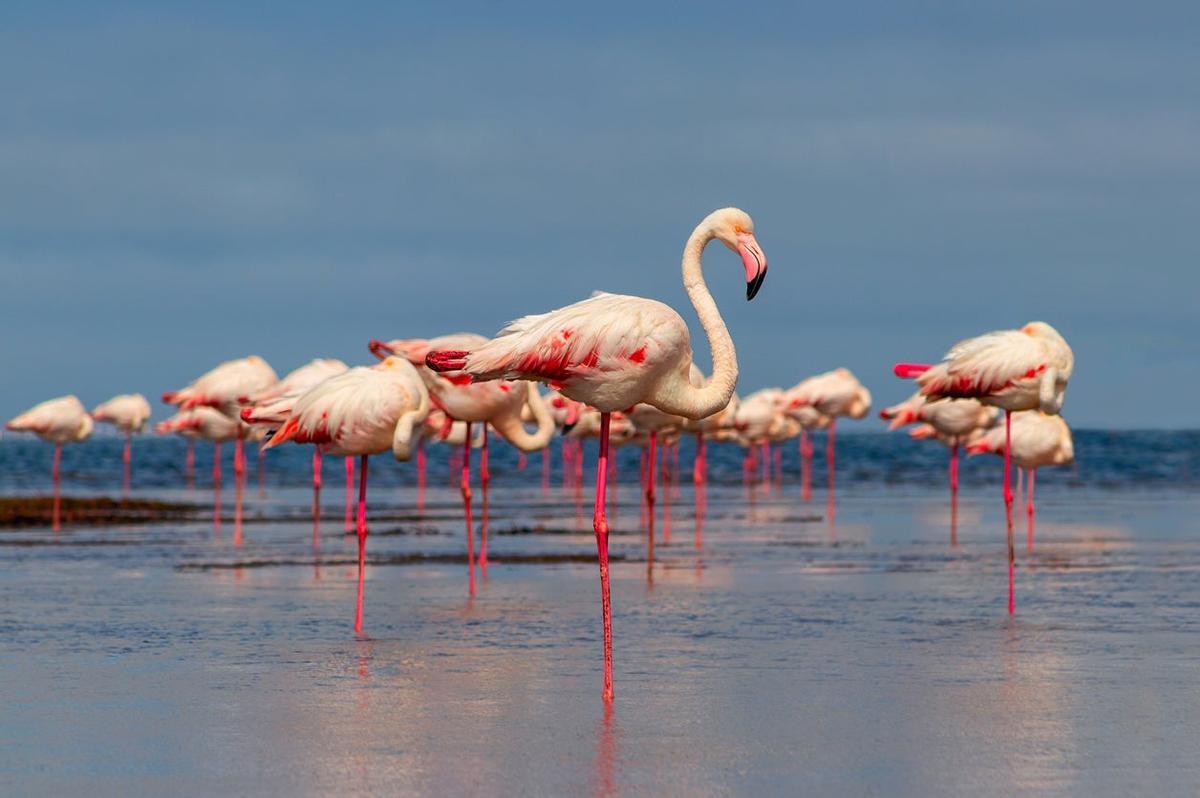 Lago Nakuru, África