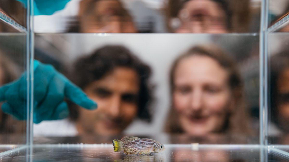 Las travesuras juveniles predicen la esperanza de vida en los peces. ¿También en los humanos?