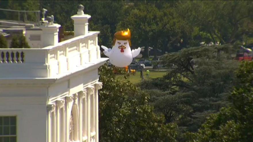 Imagen del pollo en los alrededores de la Casa Blanca.