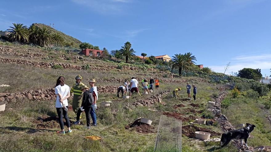 Jornada de reforestación en el sur de La Gomera.