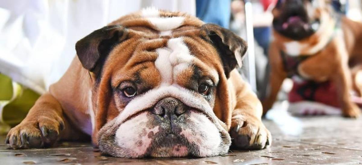 Mascotas con males de humanos