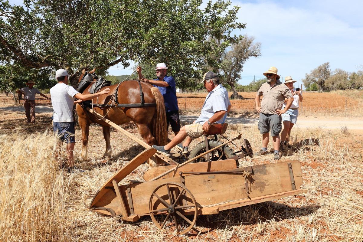 Galería: imágenes de las jornadas ‘De l’era al paller’ en Sant Carles Galería: imágenes de las jornadas ‘De l’era al paller’ en Sant Carles