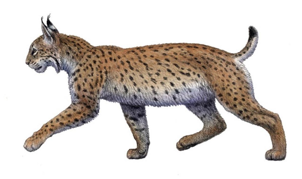 Reconstrucción del lince ibérico que vivió en la Sierra de Quibas hace un millón de años