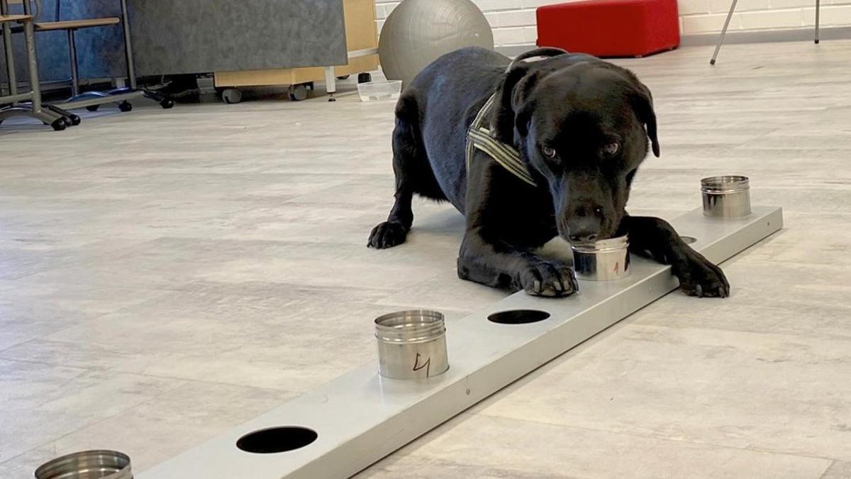 El perro rastreador Miina en su entrenamiento para detectar el coronavirus de las muestras recogidas de pasajeros que llegan al aeropuerto de Helsinki.