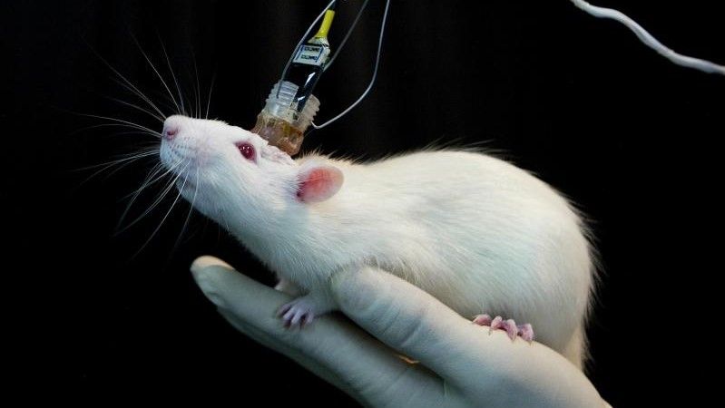 Un ratón conectado a unos sensores para un experimento científico.
