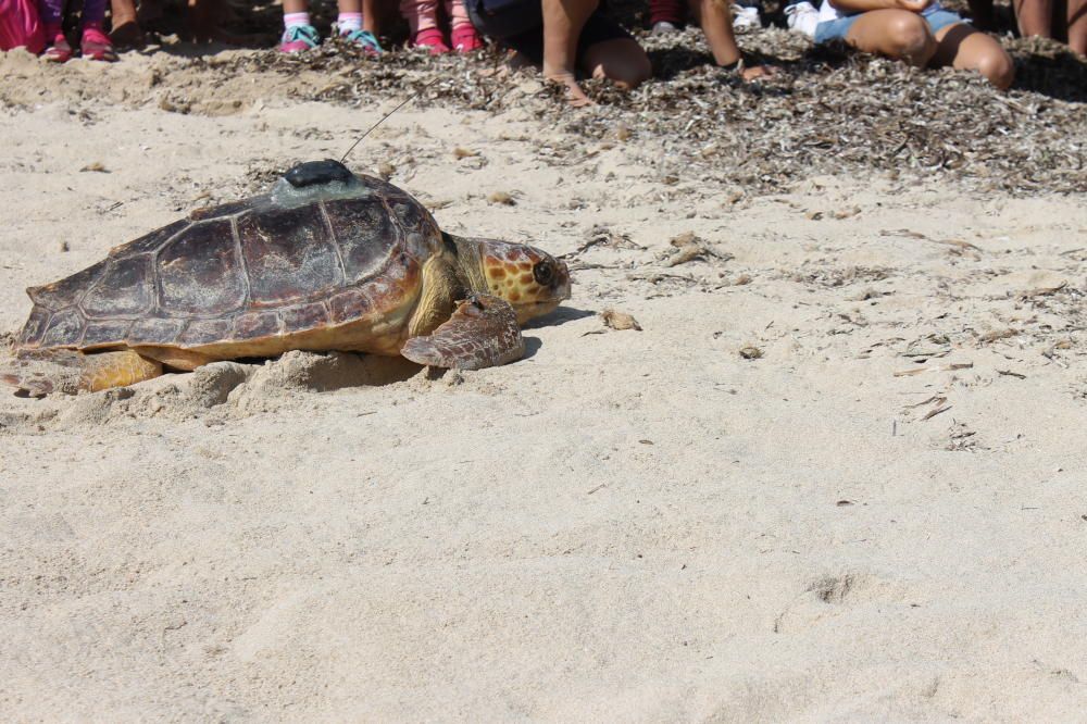 Ein neues System ermittelt in Echtzeit den idealen Ort, um die aufgepeppelten Schildkröten auszusetzen.