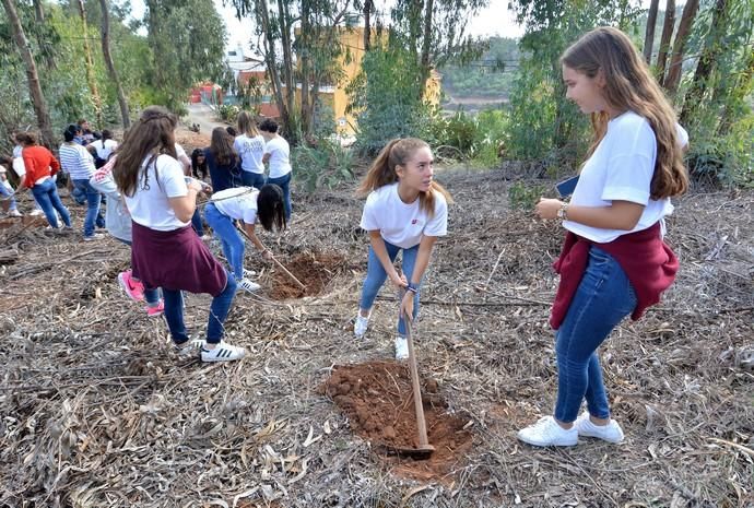 REPOBLACIÓN FORESTAL FONTANALES MOYA