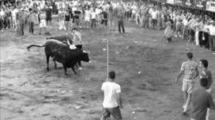 Las Fiestas del Toro de Coria enfrentan al PP y al ayuntamiento