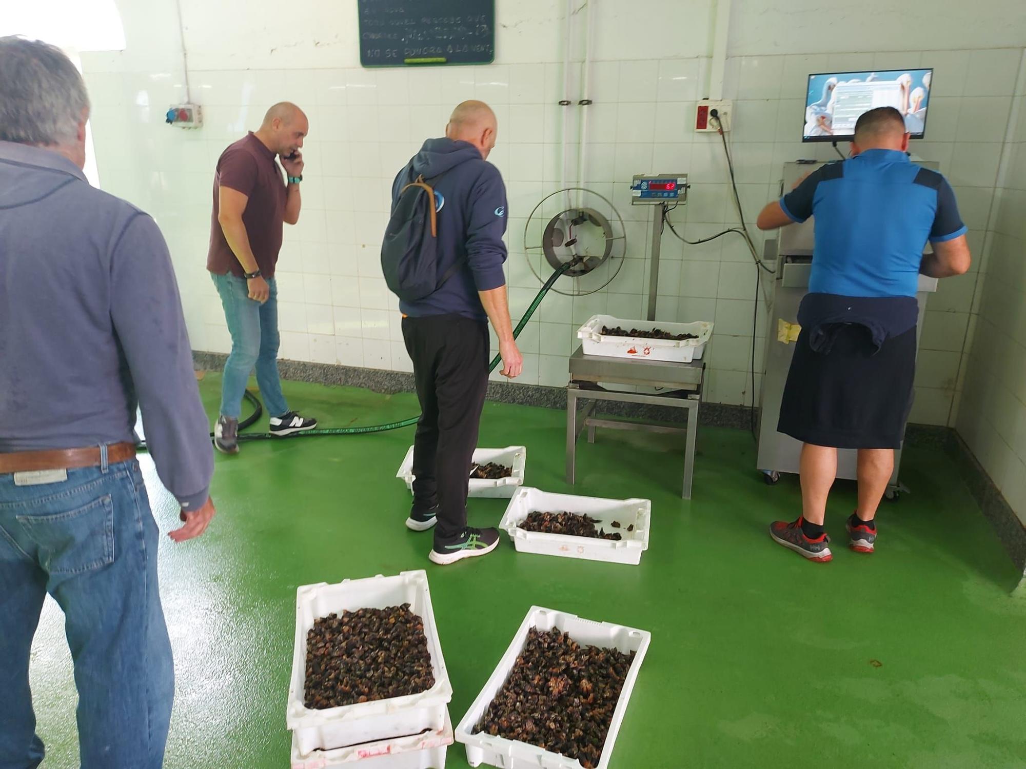 En imágenes: La primera subasta de percebe de la temporada en la rula de Puerto de Vega