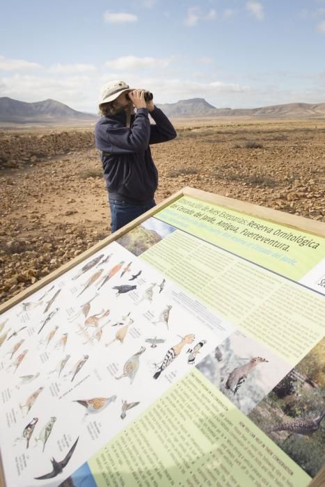 FUERTEVENTURA - El presidente del Cabildo de Fuerteventura, Marcial Morales, y la consejera de Medio Ambiente, Natalia Évora, presentan los paneles interpretativos de la Reserva Ornitológica de la Finca El Jarde, en Antigua - 29-03-16