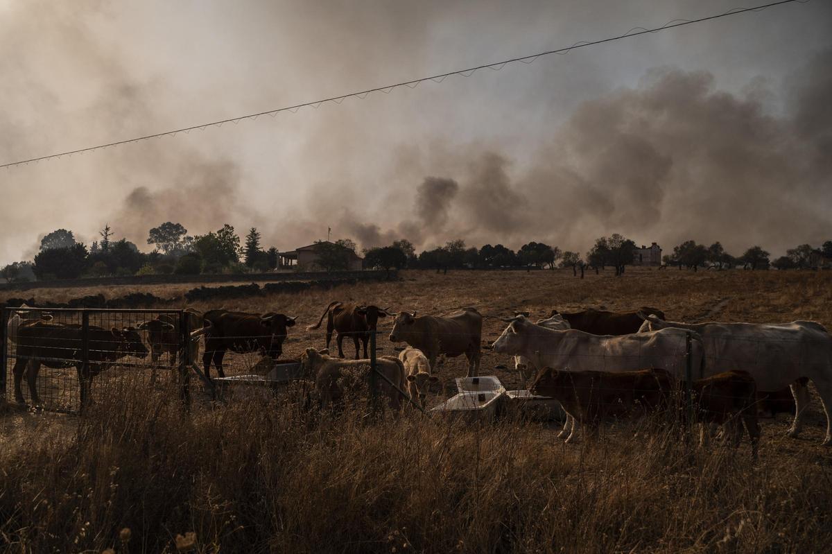 FOTOGALERÍA | Las imágenes del incendio de Arroyo de la Luz