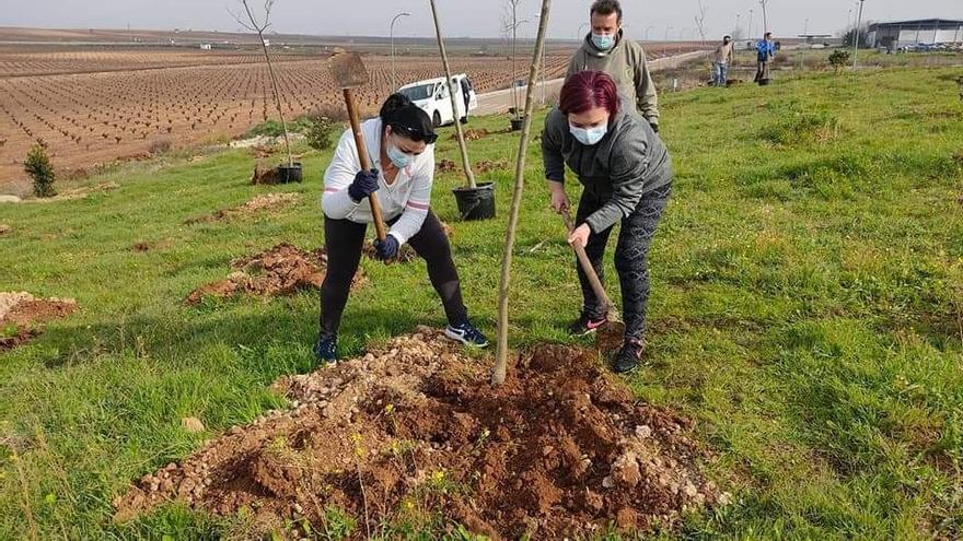 Instalarán el riego por goteo en algunas zonas del anillo verde