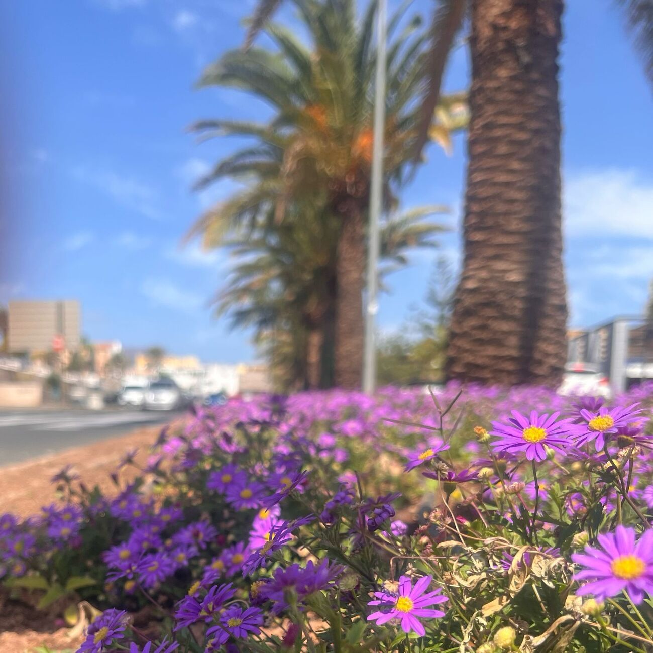 Vecindario tiene el mayor pulmón verde del Sureste