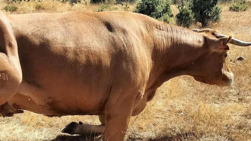 La enfermedad hemorrágica epizoótica afecta a 73 granjas en Aragón, donde se ha cobrado 29 muertes