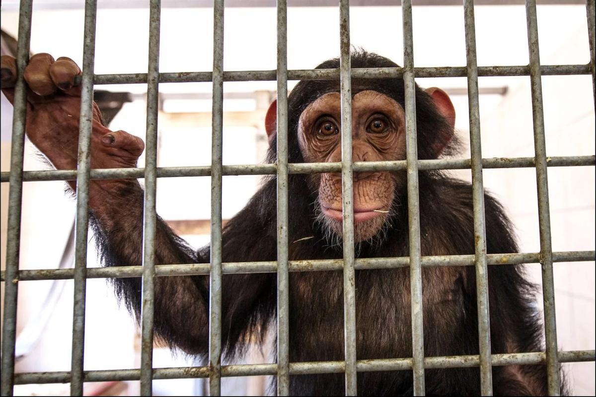 Bebé chimpancé enjaulado.