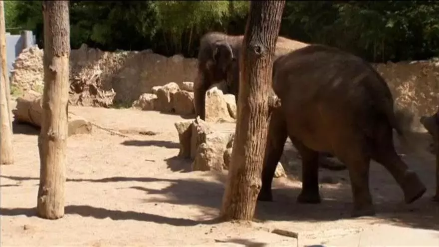 El elefante 'Nelly', el nuevo oráculo de la Eurocopa