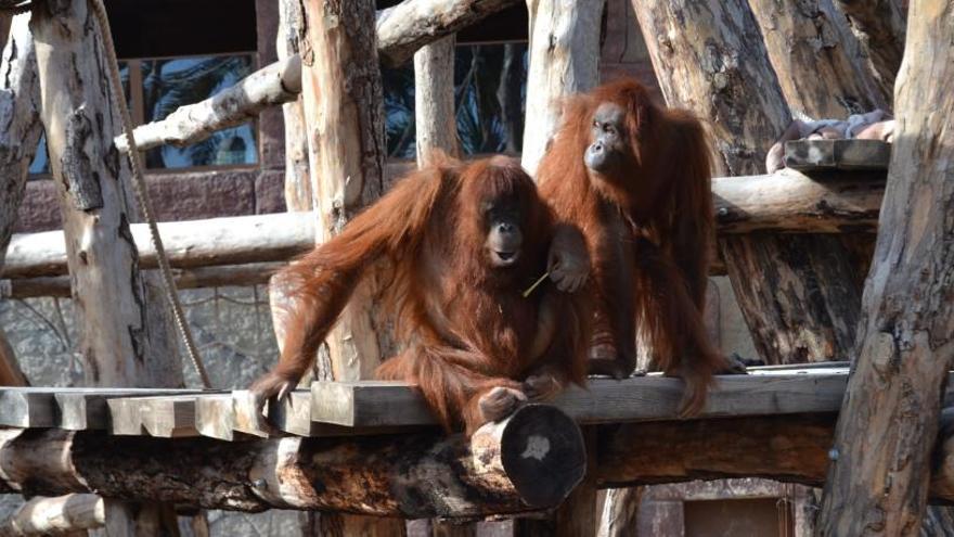 Una imagen de los ejemplares de orangután en el Río Safari