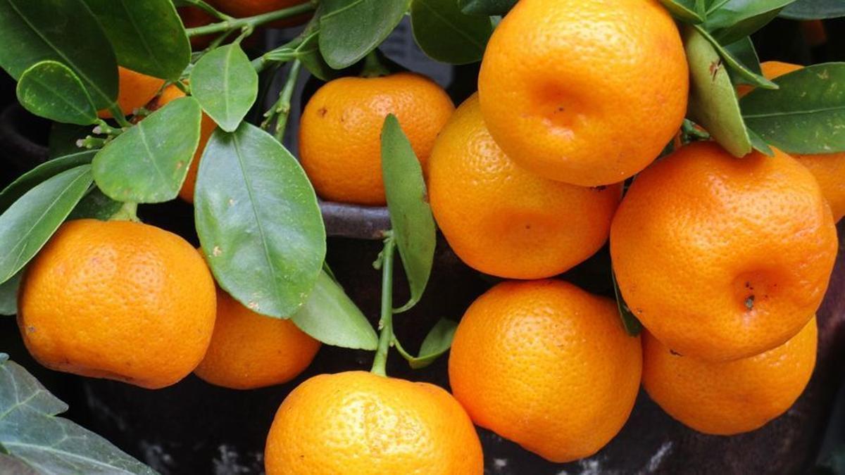 Carcaixent es conocido como «el bressol de la taronja».