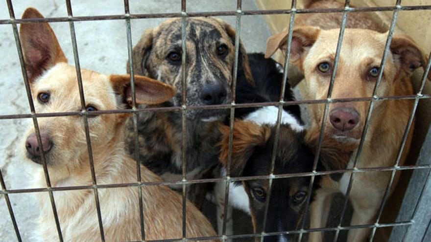 Fuengirola logra dar en adopción al 70,5% de los perros acogidos