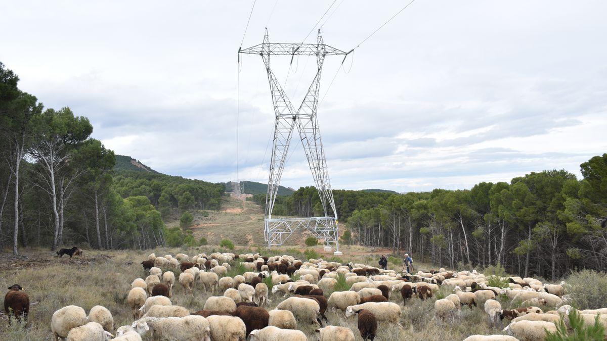 Monín, pastorea su rebaño bajo el tendido de Red Eléctrica en La Rioja, en una iniciativa que combina sostenibilidad ambiental y social.