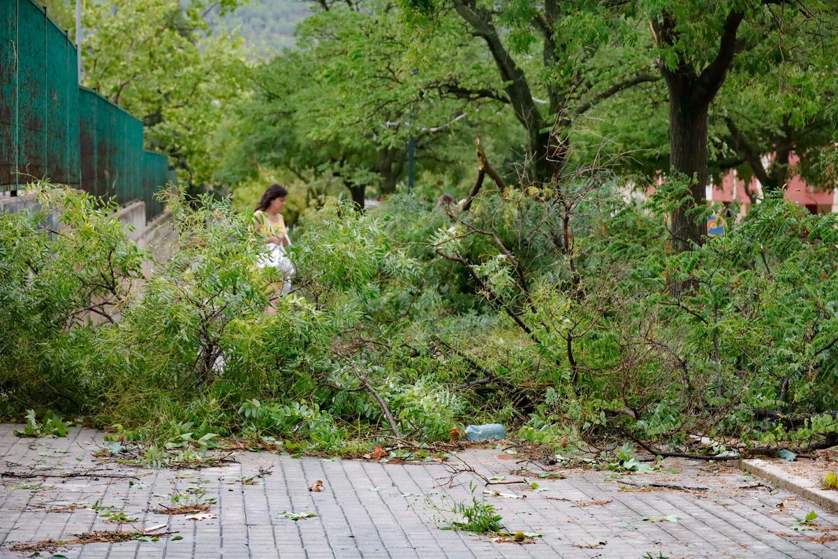 Las rachas de viento arrancan árboles en toda la ciudad Las rachas de viento arrancan árboles en toda la ciudad