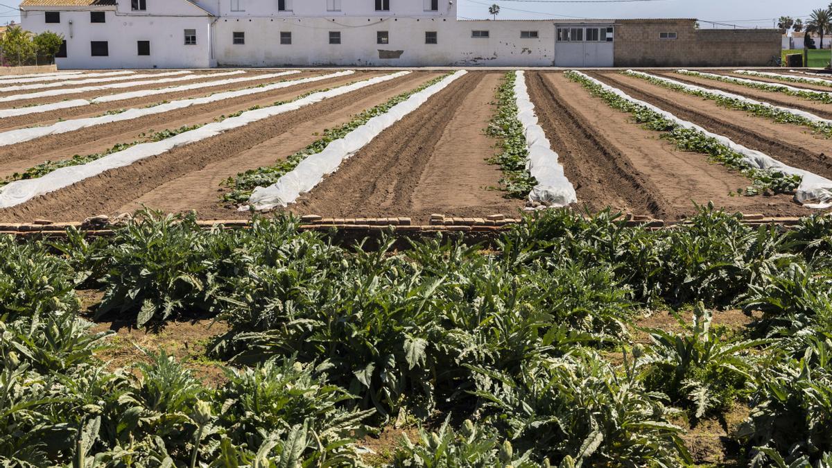 Cujltivo de melones en un campo de Alboraia