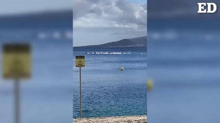 Una manada de delfines sorprende a los bañistas de Radazul