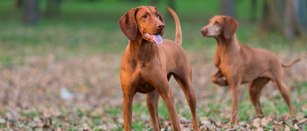 Colectivos en defensa de los animales reclaman que los perros de caza «dejen de estar marginados».