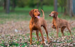 Ley de Protección Animal, una norma que genera dudas