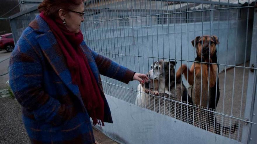 Dolores Moreno, con varios de los animales recogidos en el albergue canino de Langreo.