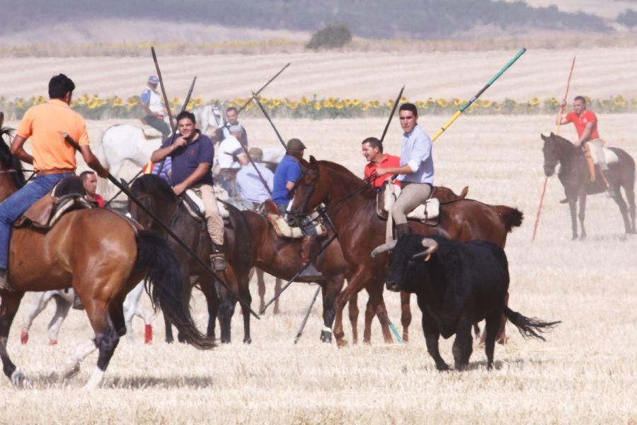 Fiestas en Zamora: Encierro campero en VIllaescusa