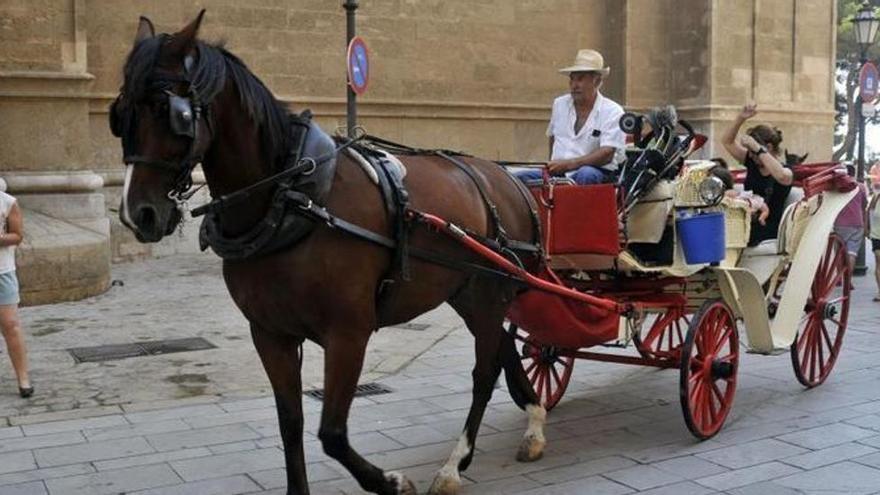 Leserfragen: Warum fahren eigentlich immer noch Pferdekutschen durch die Altstadt von Palma?