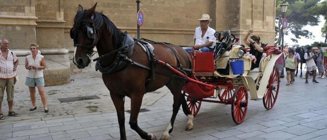 Immer noch sind sie auf den Straßen von Palma unterwegs: die Pferdekutschen, die Urlauber transportieren.