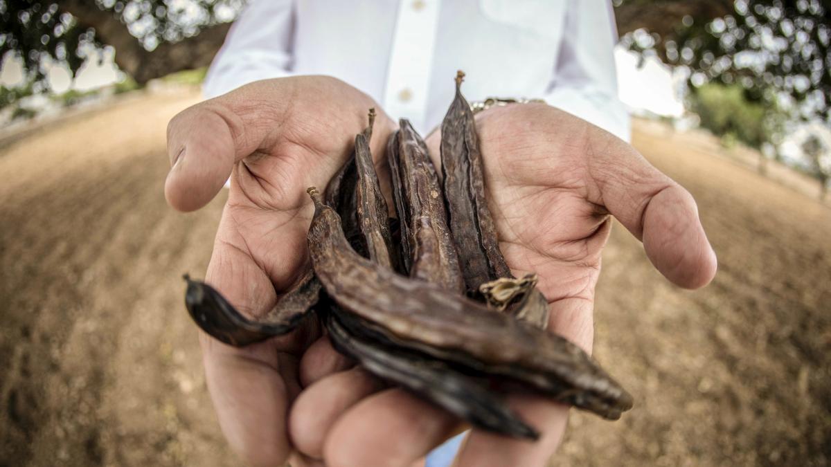 Unas algarrobas han sido premiadas como producto sostenible