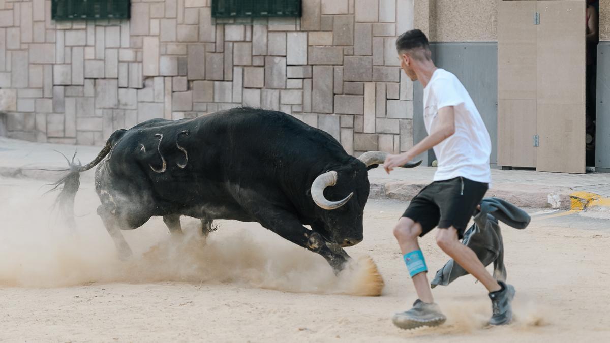 &#039;Serenata&#039;, el toro de Parladé exhibido en las fiestas del Carrer d&#039;Enmig, considerado el más completo de la temporada 2022 en la Vall.