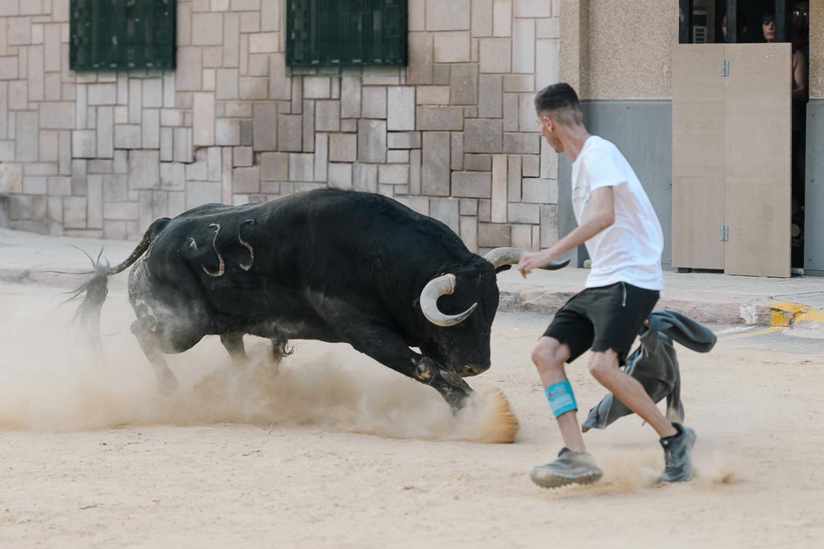 'Serenata', el toro de Parladé exhibido en las fiestas del Carrer d'Enmig, considerado el más completo de la temporada 2022 en la Vall.