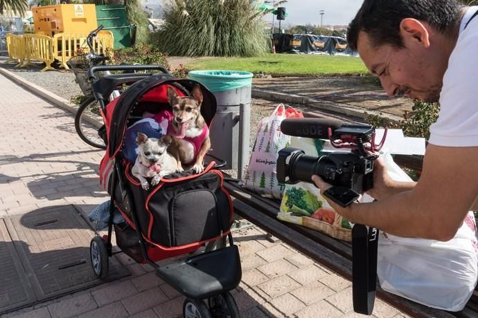 II Feria de Mascotas en Maspalomas