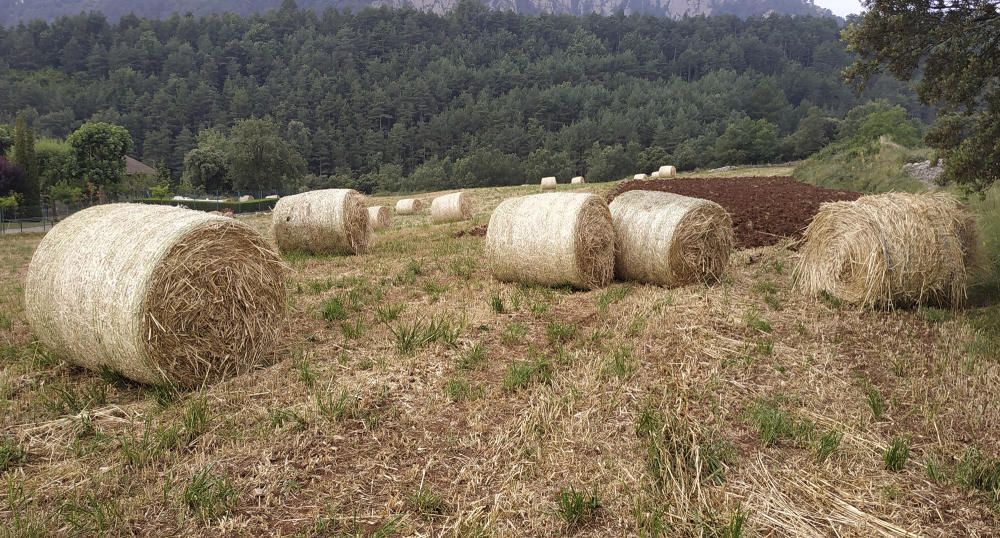 Arribat l’estiu, les camps comencen a estar segats.